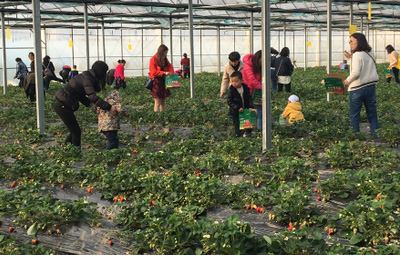 相約采摘草莓，盡享田園樂趣